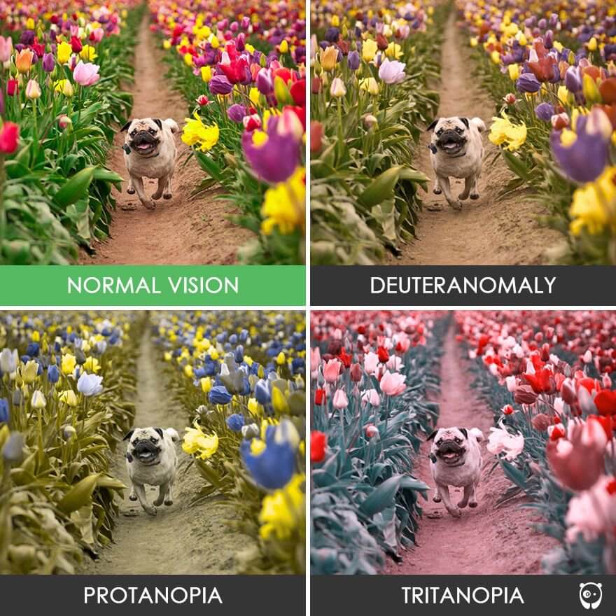 colour blind dog flowers